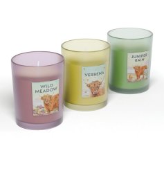 Bring the cozy charm of the Scottish Highlands home with the Jan Pashley Highland Coo candle