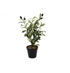 A delightful and graceful olive tree for your garden or home.
