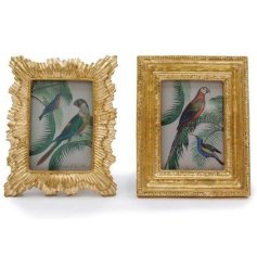 A luxe assortment of 2 resin frames each displaying a unique shape finished in a gold detail.
