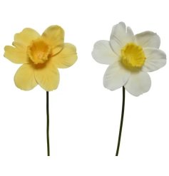 Delightful daffodil stems capturing the charm of spring blooms
