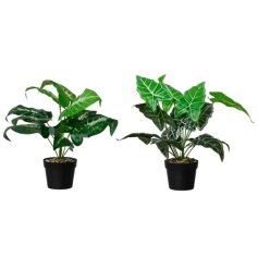 Stylish faux plants in sleek black pots to brighten your home