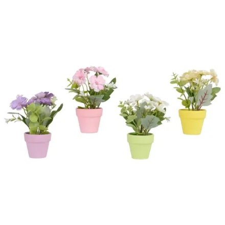 4/A Mini Potted Daisy Plants, 16cm 