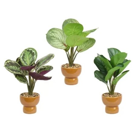 3/A Potted Calathea Plants, 35cm 