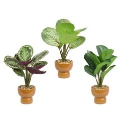 Elegant faux Calathea plants with richly detailed leaves that remain green throughout the year