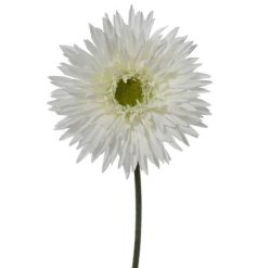 Elegant daisy-inspired flower on a slender stem