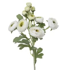 a stylish ranunculus stem 